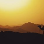 silhouette of camel